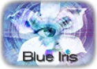 Blue Iris